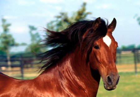 Серологические исследования лошадей