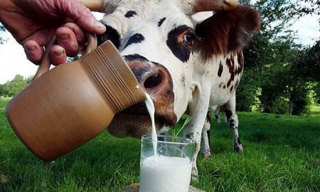 Мочевина - связующее звено между качеством молока и рационом кормления